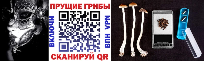 Псилоцибиновые грибы Cubensis Белорецк