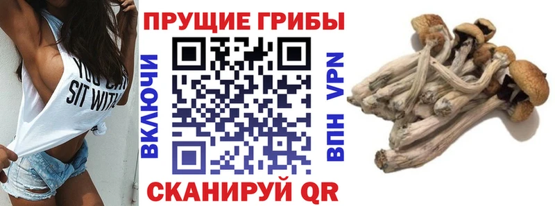 Псилоцибиновые грибы Psilocybe  OMG ссылки  Белорецк 
